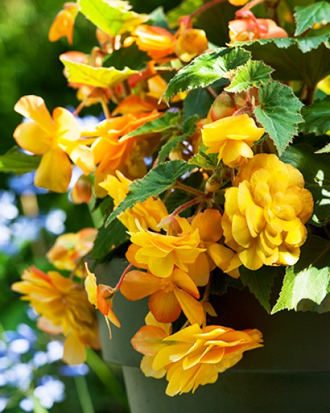 Pendula Yellow7